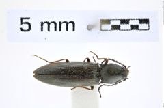 Foto (Dorsalansicht) von Liotrichus hypocrita (Lewis, 1894) (NHMW-ZOO-COL-0008295)